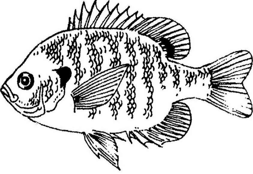 Pescado #8017