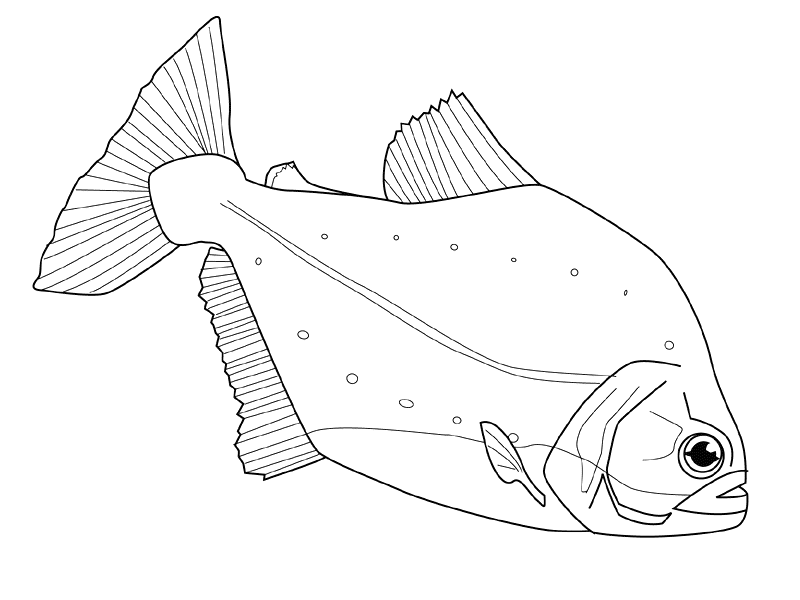 Pescado #8056