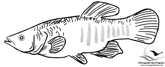 Pescado #8063