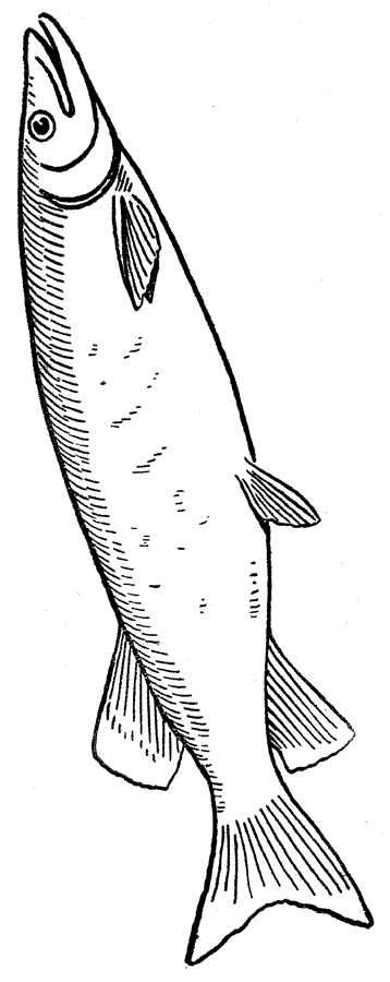 Pescado #8079