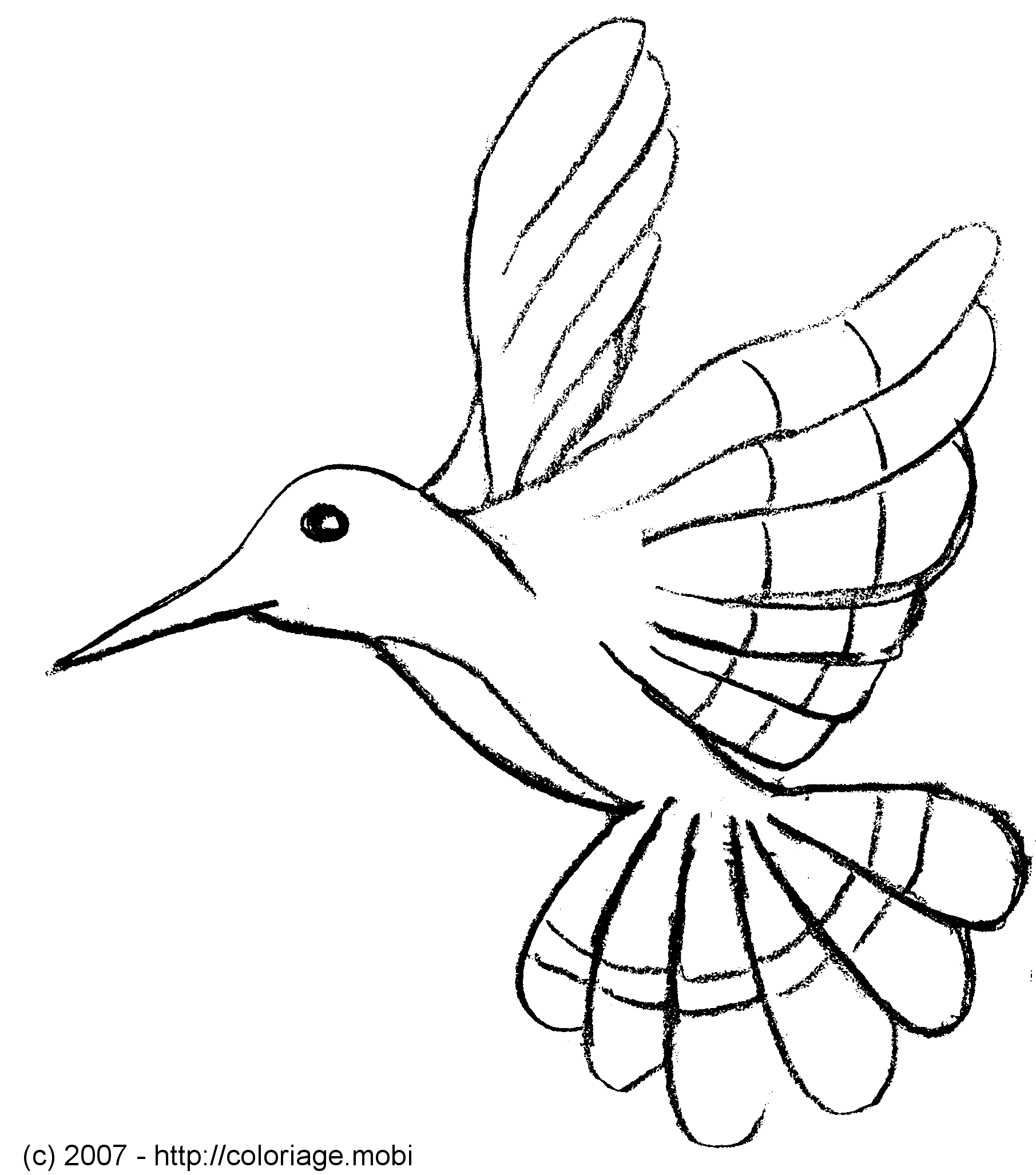 Colibrí #8103
