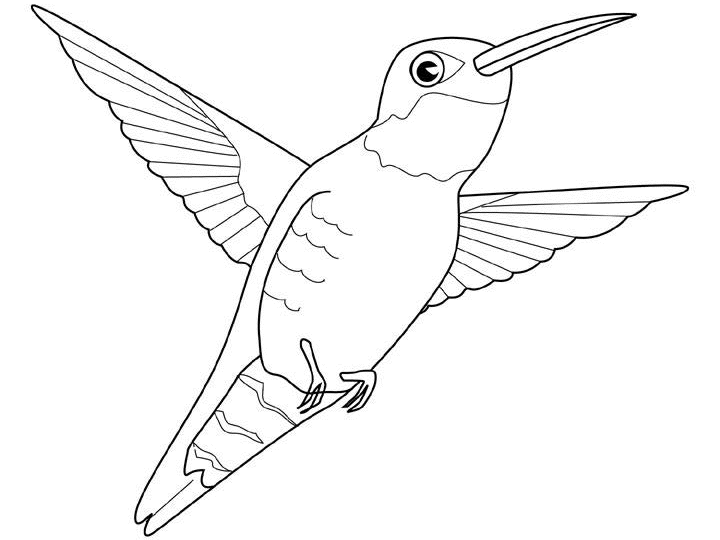 Colibrí #8105