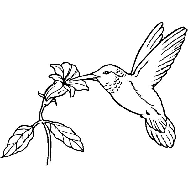 Colibrí #8106
