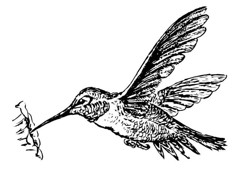 Colibrí #8109