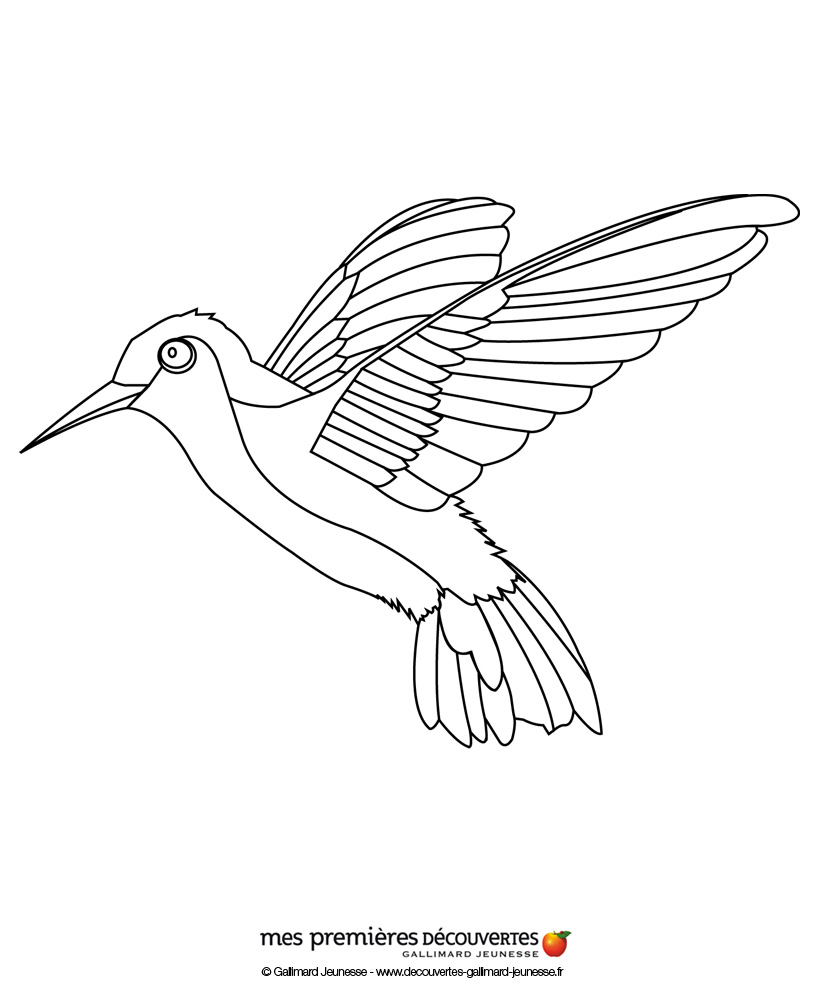 Colibrí #8112