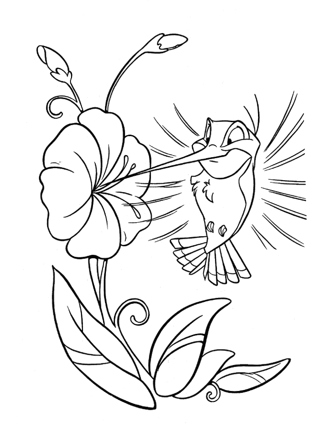 Colibrí #8113
