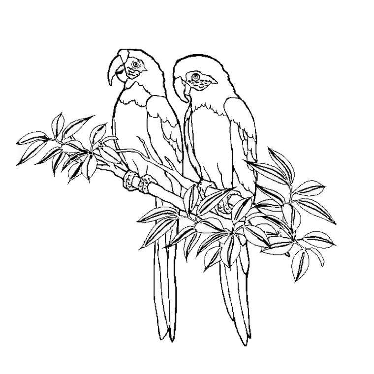 Colibrí #8114