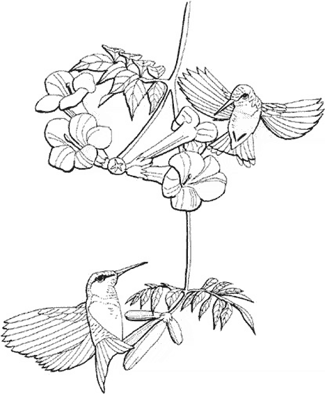 Colibrí #8116