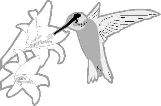 Colibrí #8118