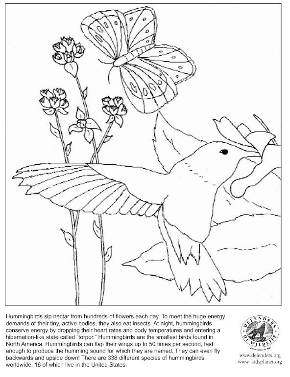 Colibrí #8122