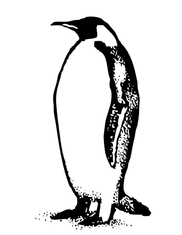 Pingüino #8132
