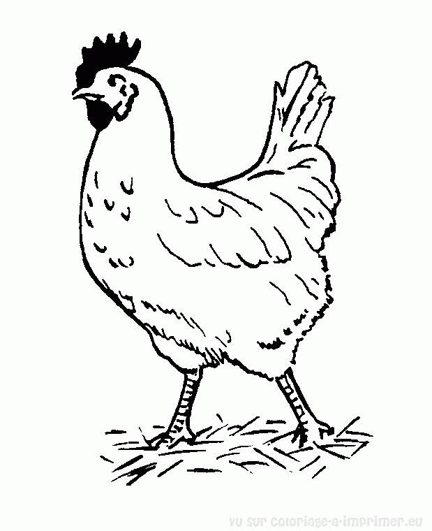 Pollo #8242
