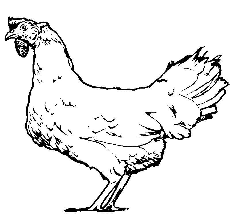 Pollo #8243
