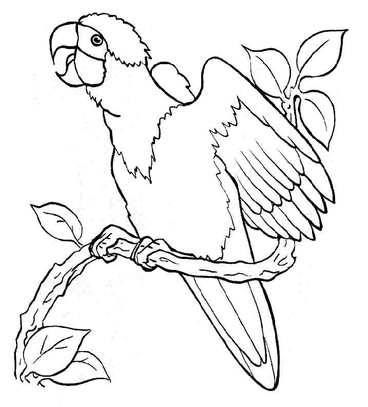 Pollo #8265