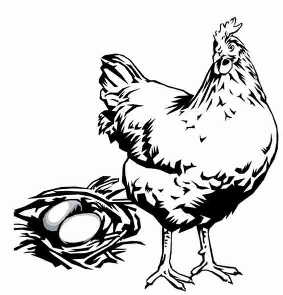 Pollo #8276