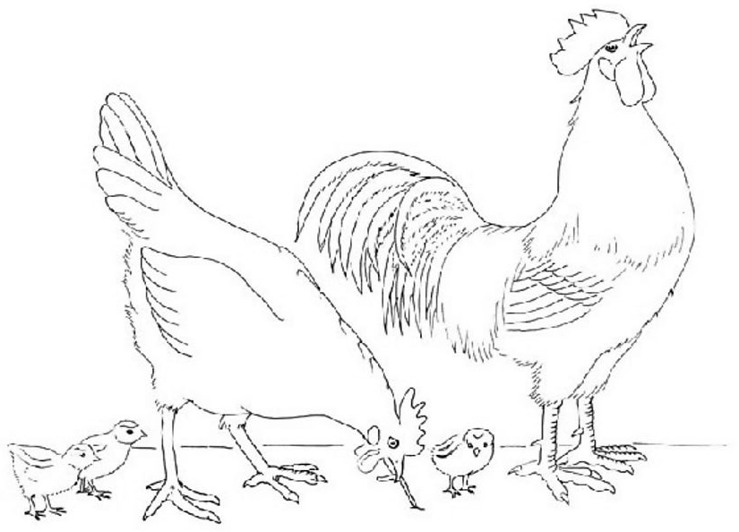 Pollo #8280