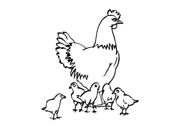 Pollo #8281