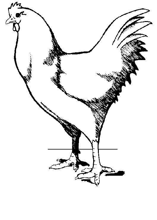 Pollo #8284