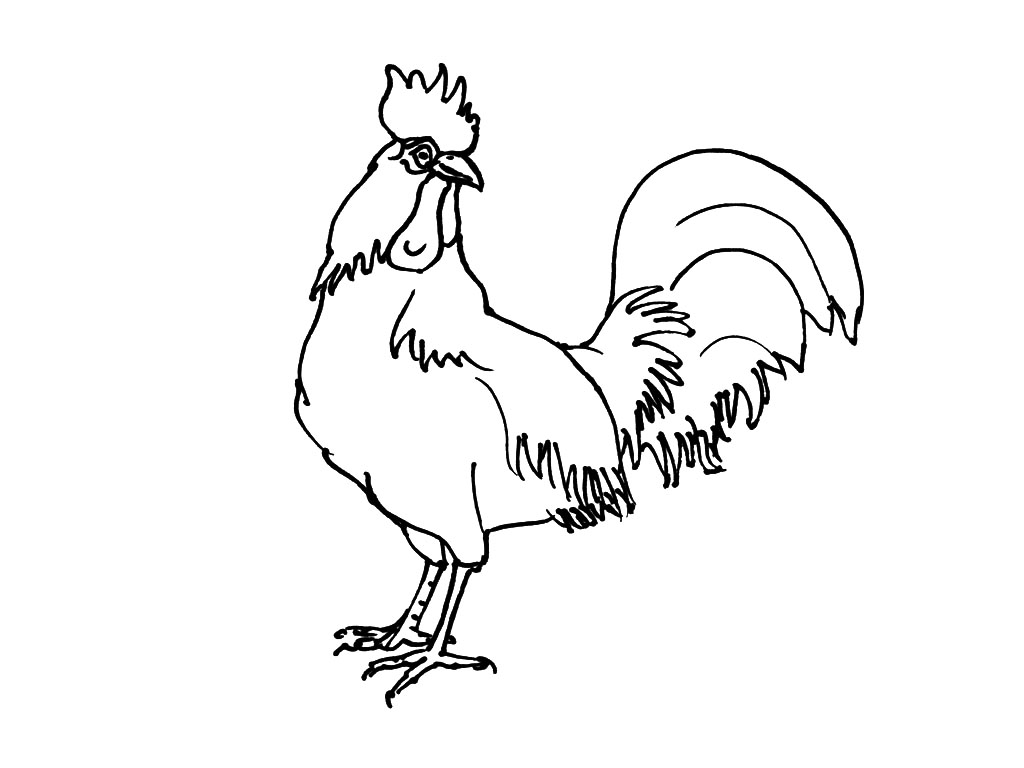 Pollo #8286