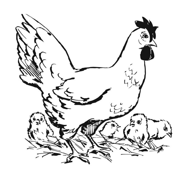 Pollo #8293
