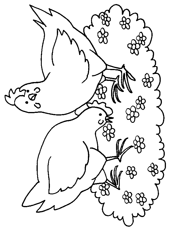 Pollo #8304