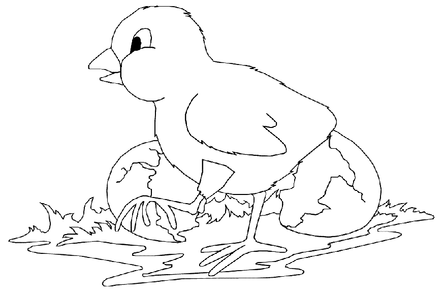 Pollo #8309