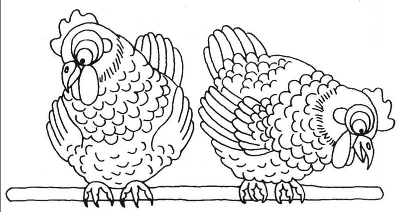 Pollo #8329