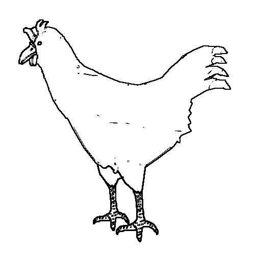 Pollo #8349