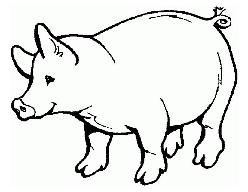 Cerdo #8674