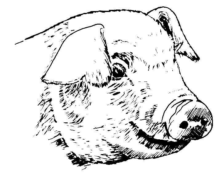 Cerdo #8683