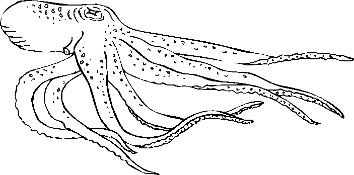 Pulpo #8739