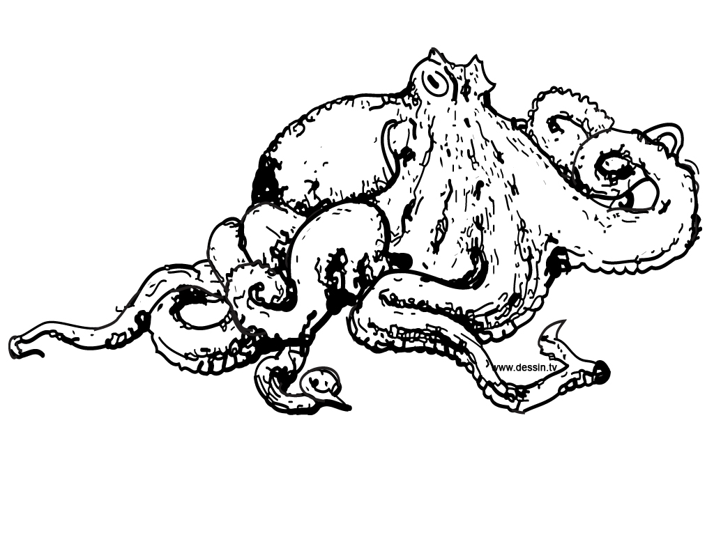 Pulpo #8743