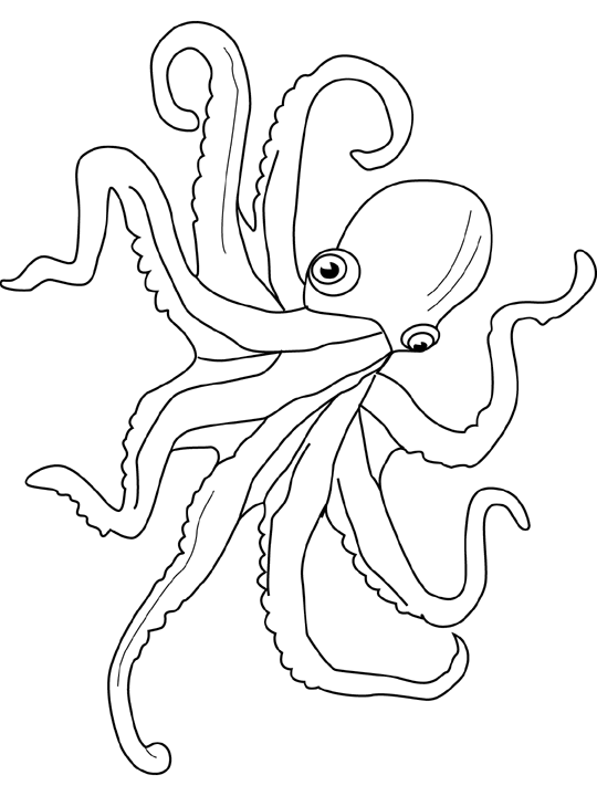 Pulpo #8744