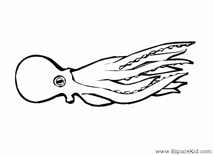 Pulpo #8750
