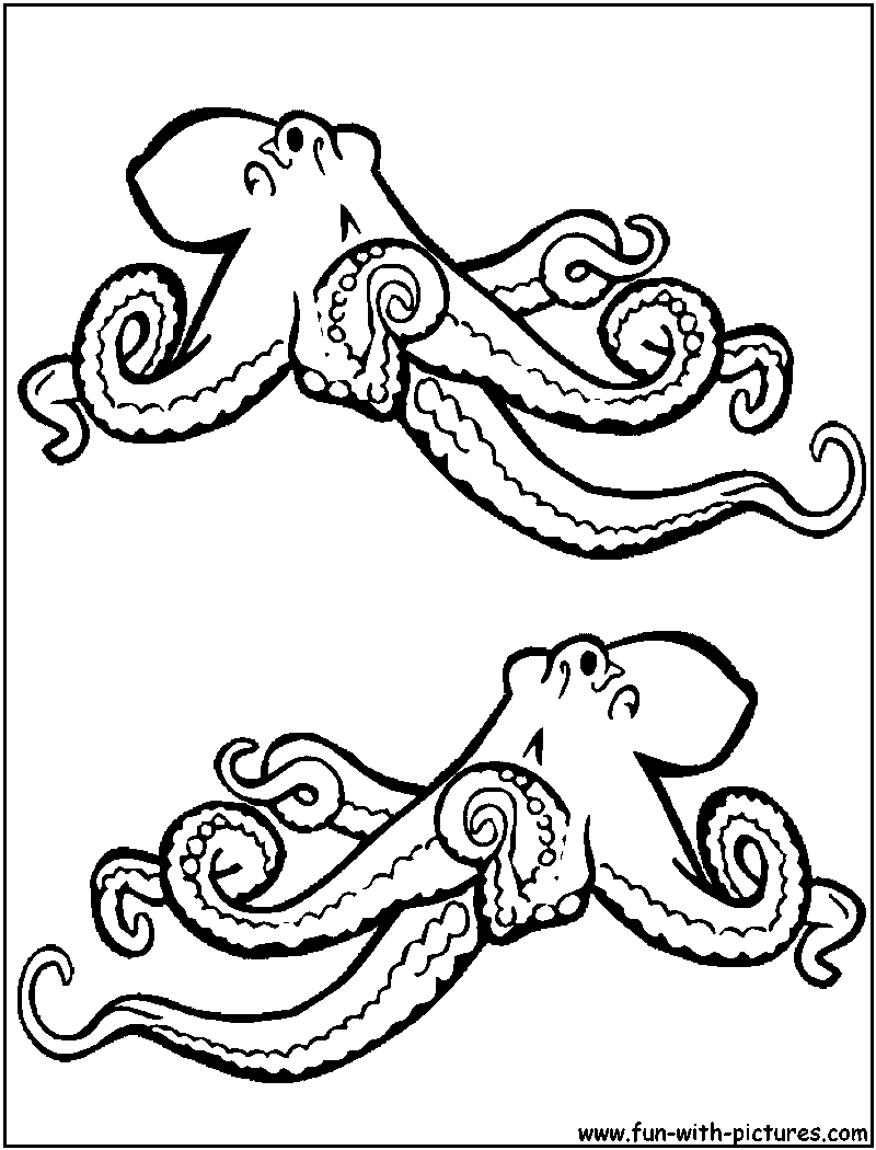Pulpo #8776