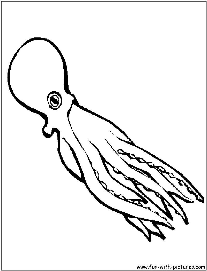 Pulpo #8778