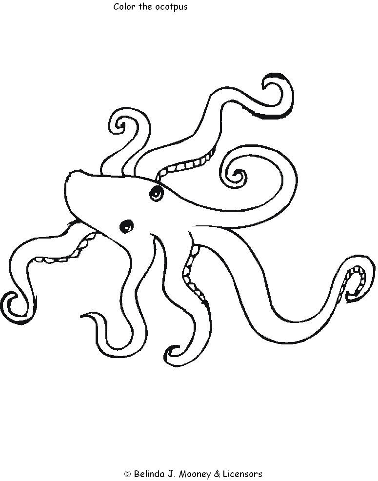 Pulpo #8793