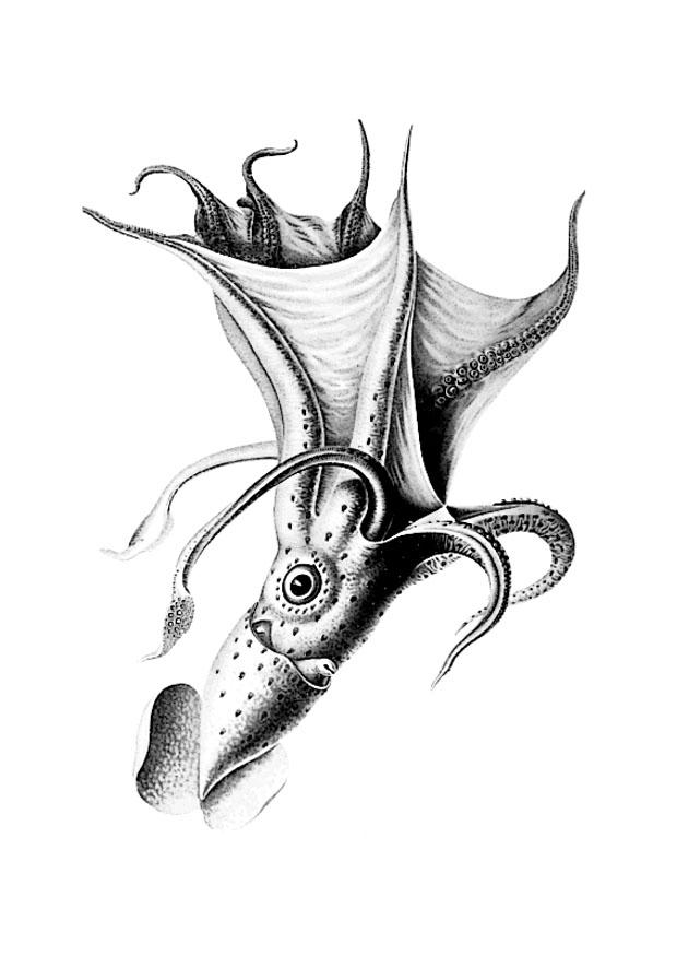 Pulpo #8798