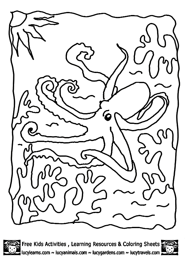 Pulpo #8805