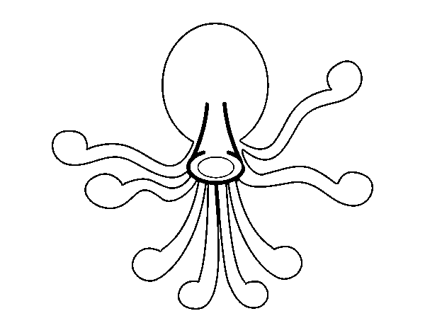 Pulpo #8808