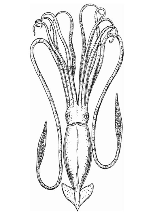 Pulpo #8813