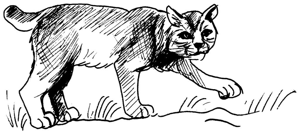 Puma #8826