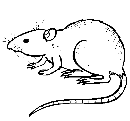 Rata #8955