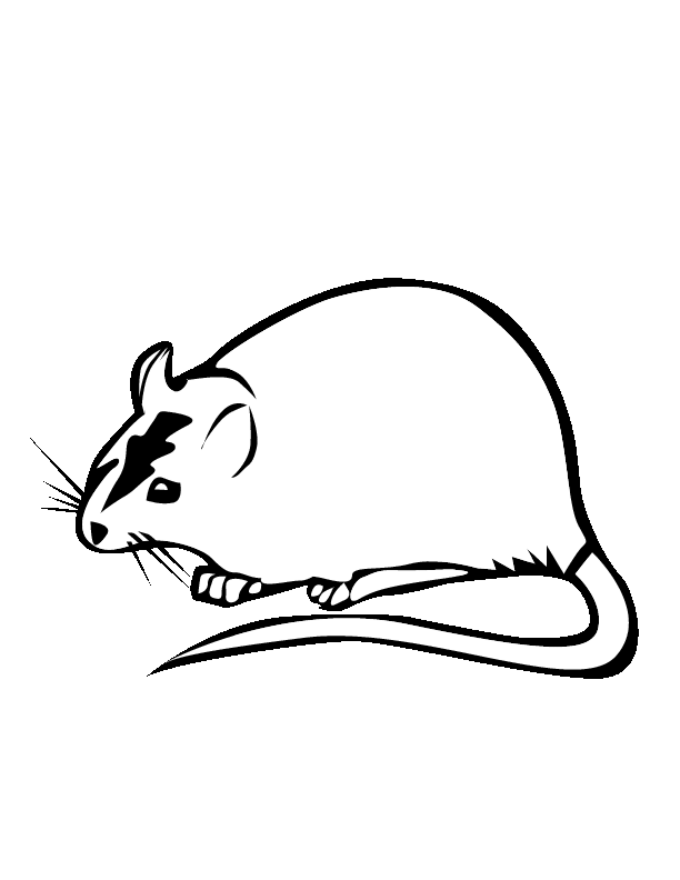 Rata #8968