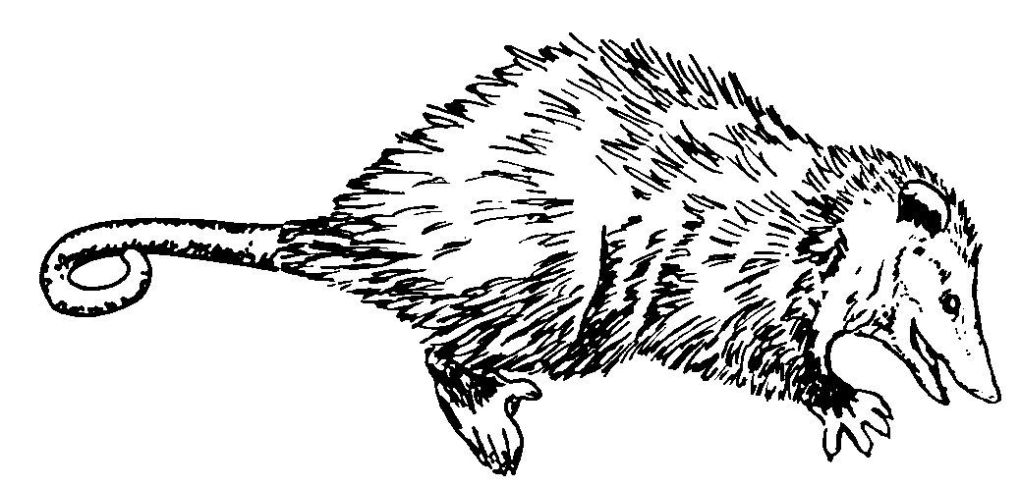 Rata #8976