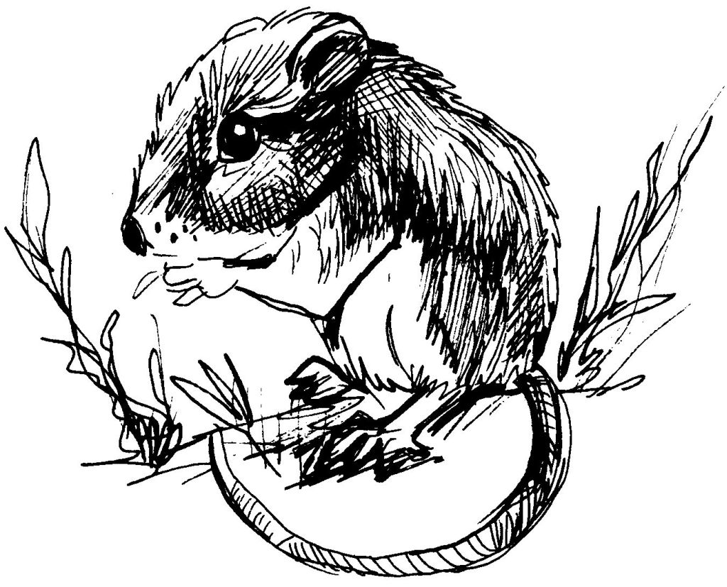Rata #8977