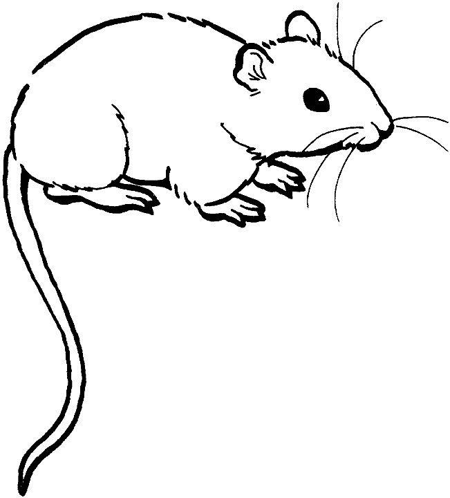 Ratón #9017