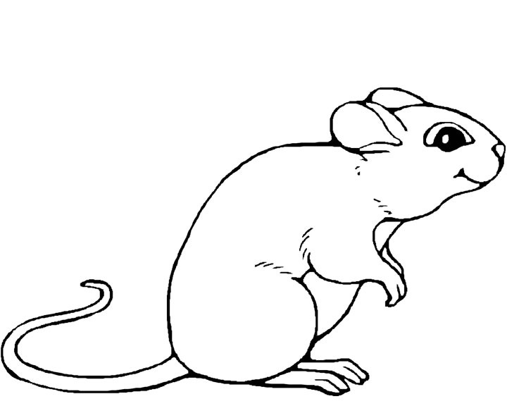 Ratón #9018