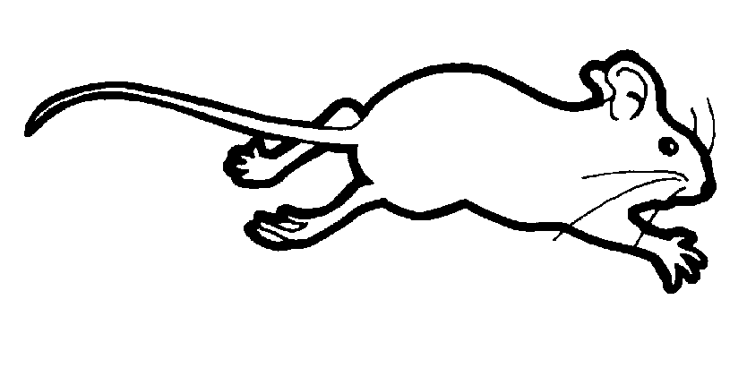 Ratón #9019