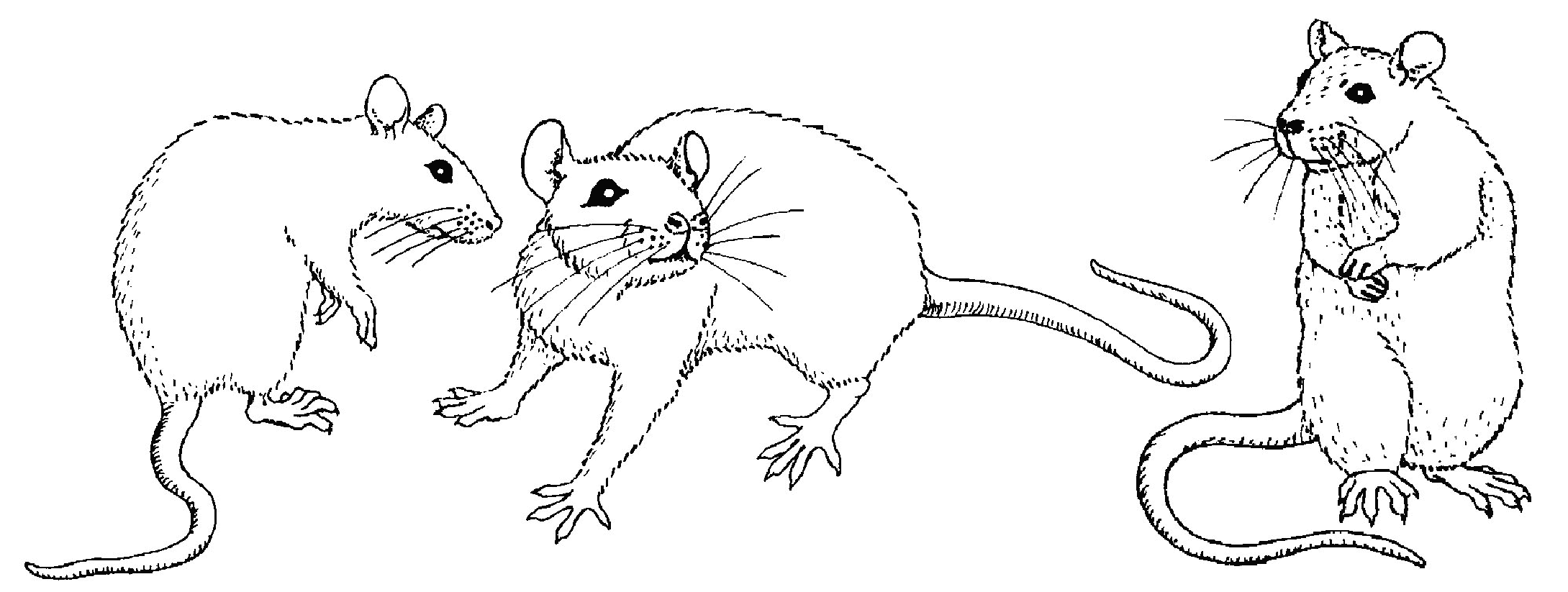 Ratón #9025